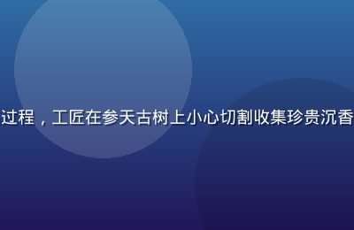 海南沉香树林中树脂采集过程，工匠在参天古树上小心切割收集珍贵沉香树脂，林间光线斑驳神圣