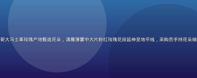 香水纯采购团队在摩洛哥大马士革玫瑰产地甄选花朵，清晨薄雾中大片粉红玫瑰花田延伸至地平线，采购员手持花朵细细嗅闻，画面充满诗意